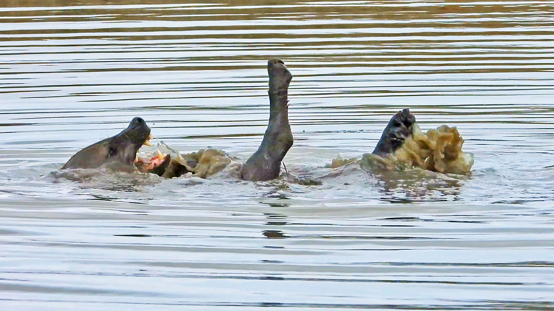 Hyena Swims Backstroke