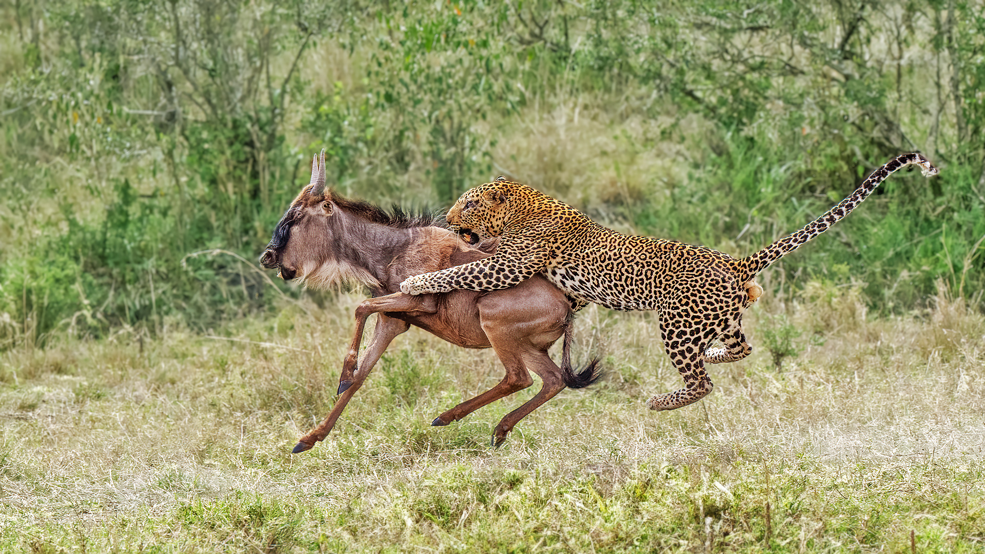 Leopard Waits 3 Hours to Take Down Wildebeest