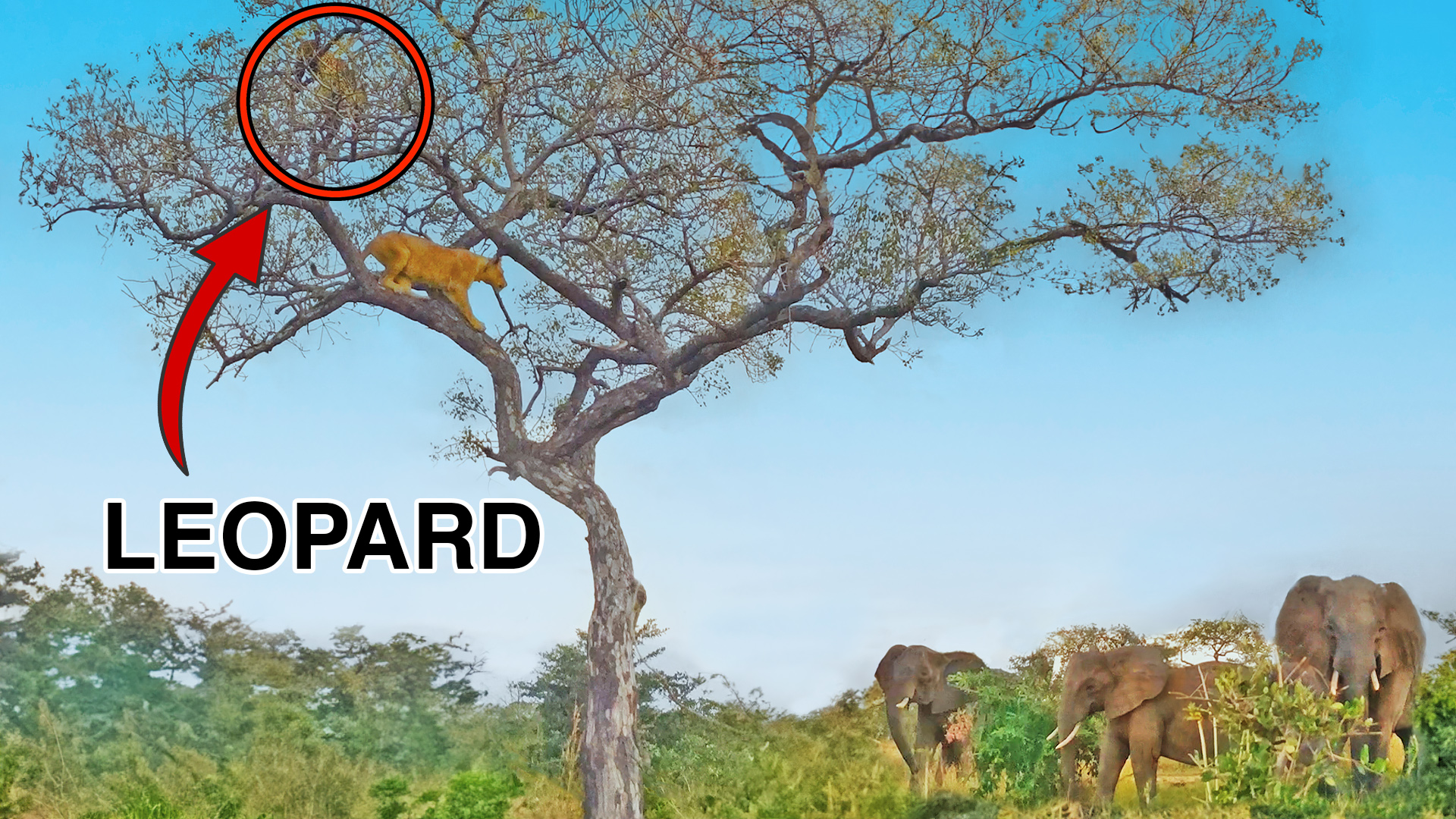 Elephants Save Leopard From Lions in Tree