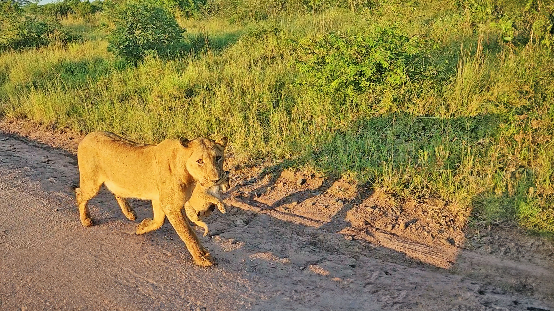 Lioness Carries Cub Through Traffic