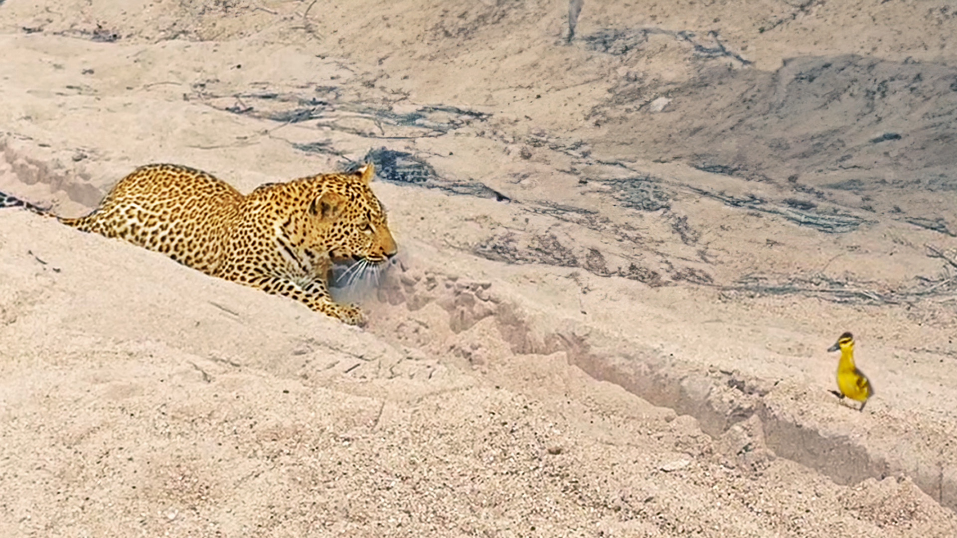 Innocent Baby Bird Walks up to Leopard – Crazy Ending