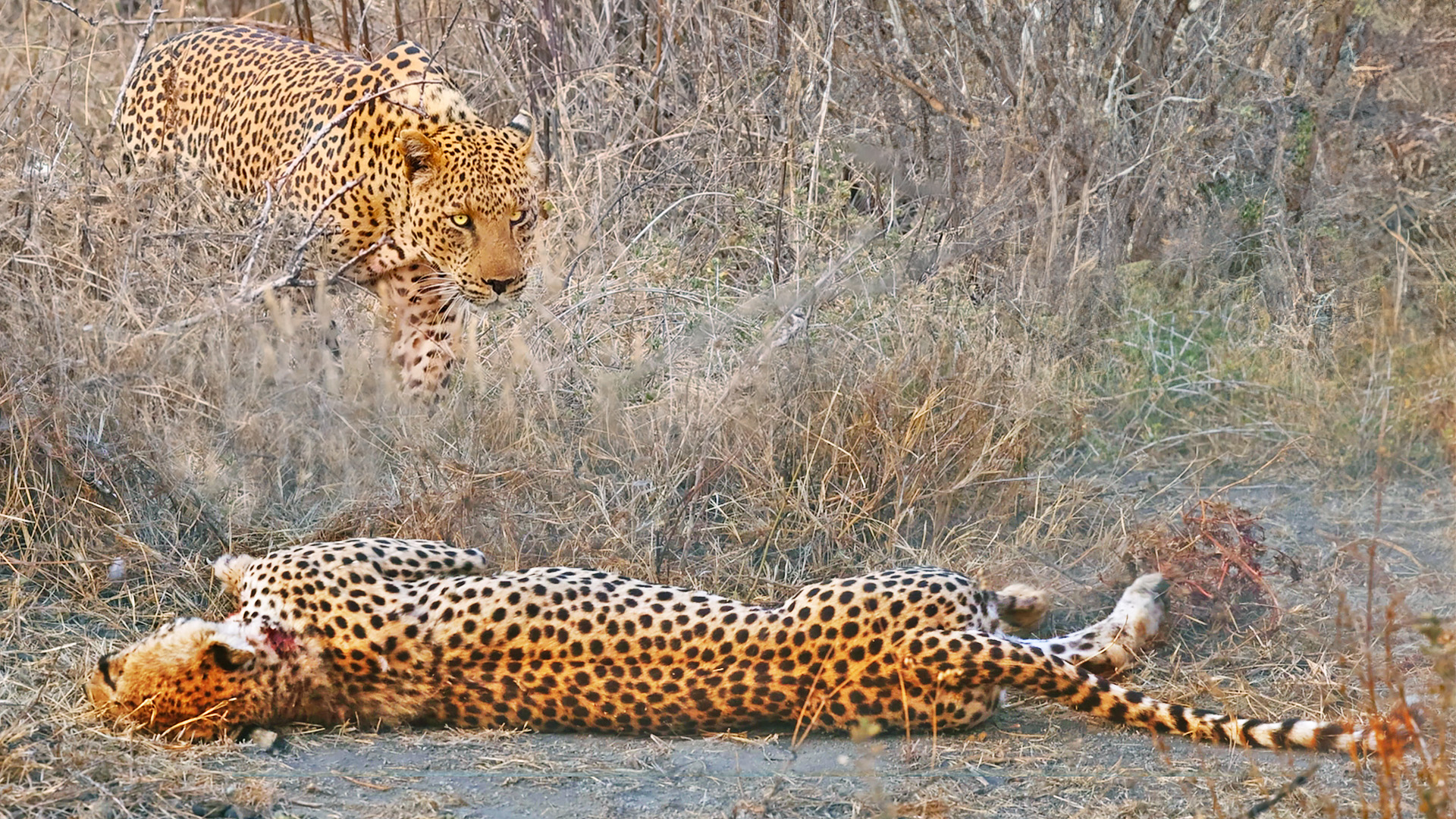 Cheetah with Broken Back Tries Running After Leopard Attack