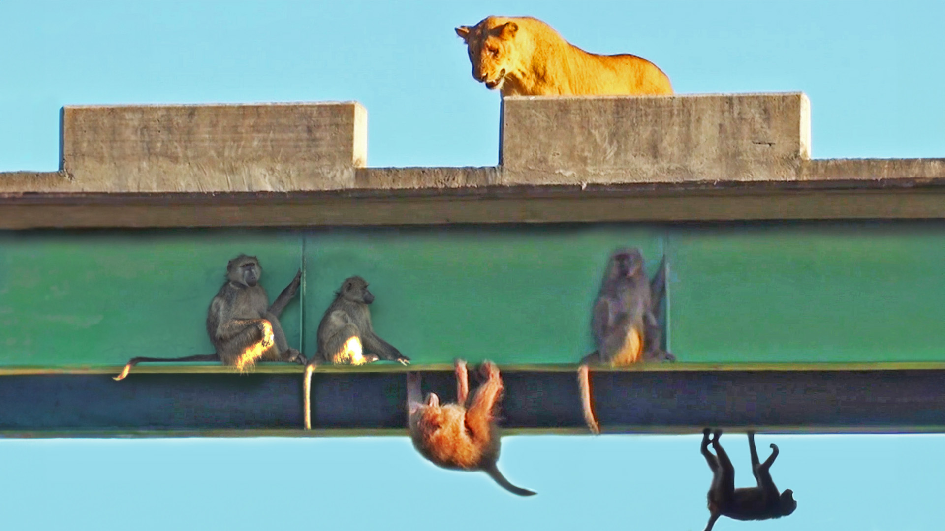 Baboons Hang on to Bridge for Dear Life to Avoid Lions