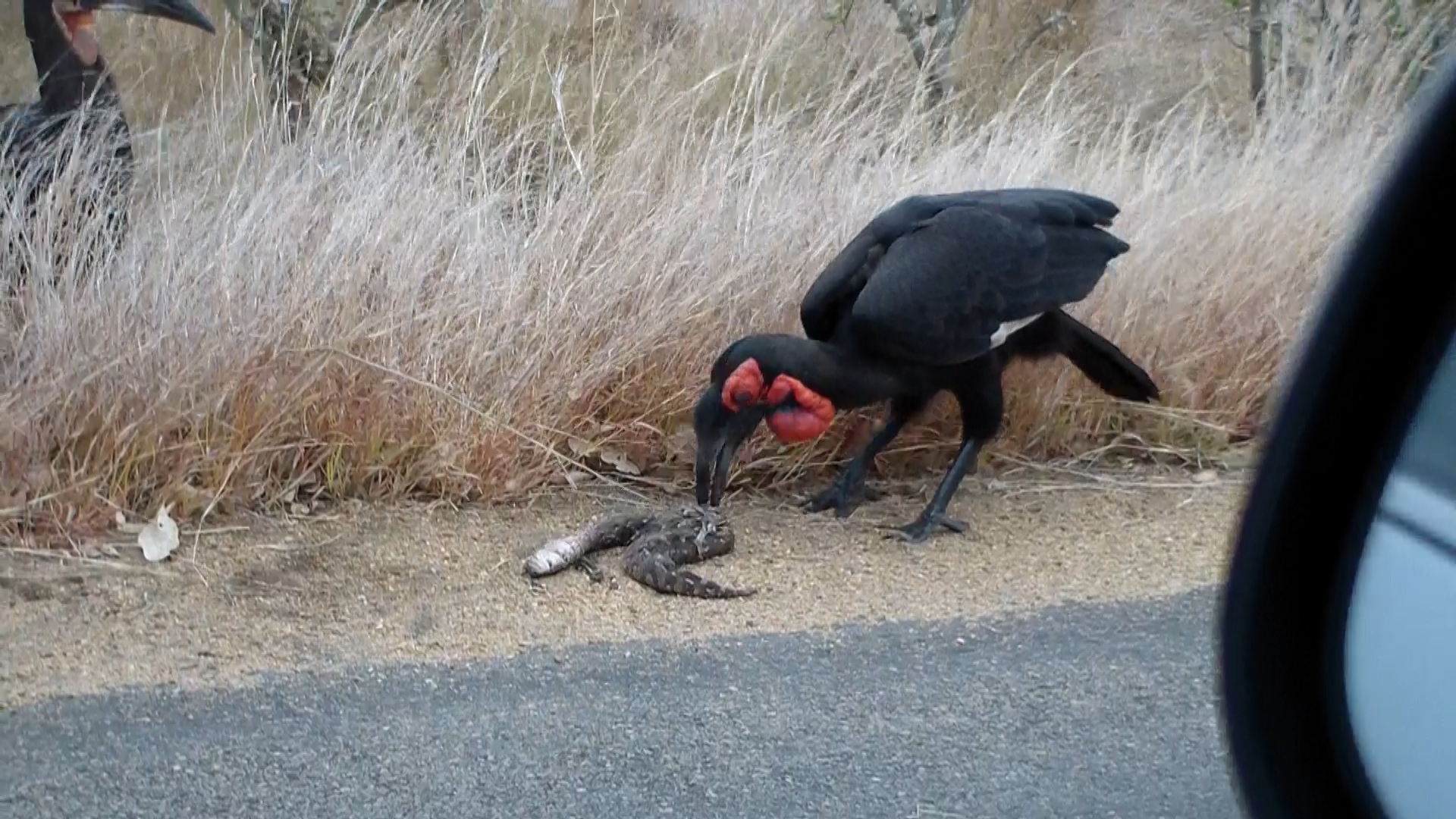 Birds Risk 2 Venomous Snakes to Feed their Baby - Pre Killed Snake Feeding Critical