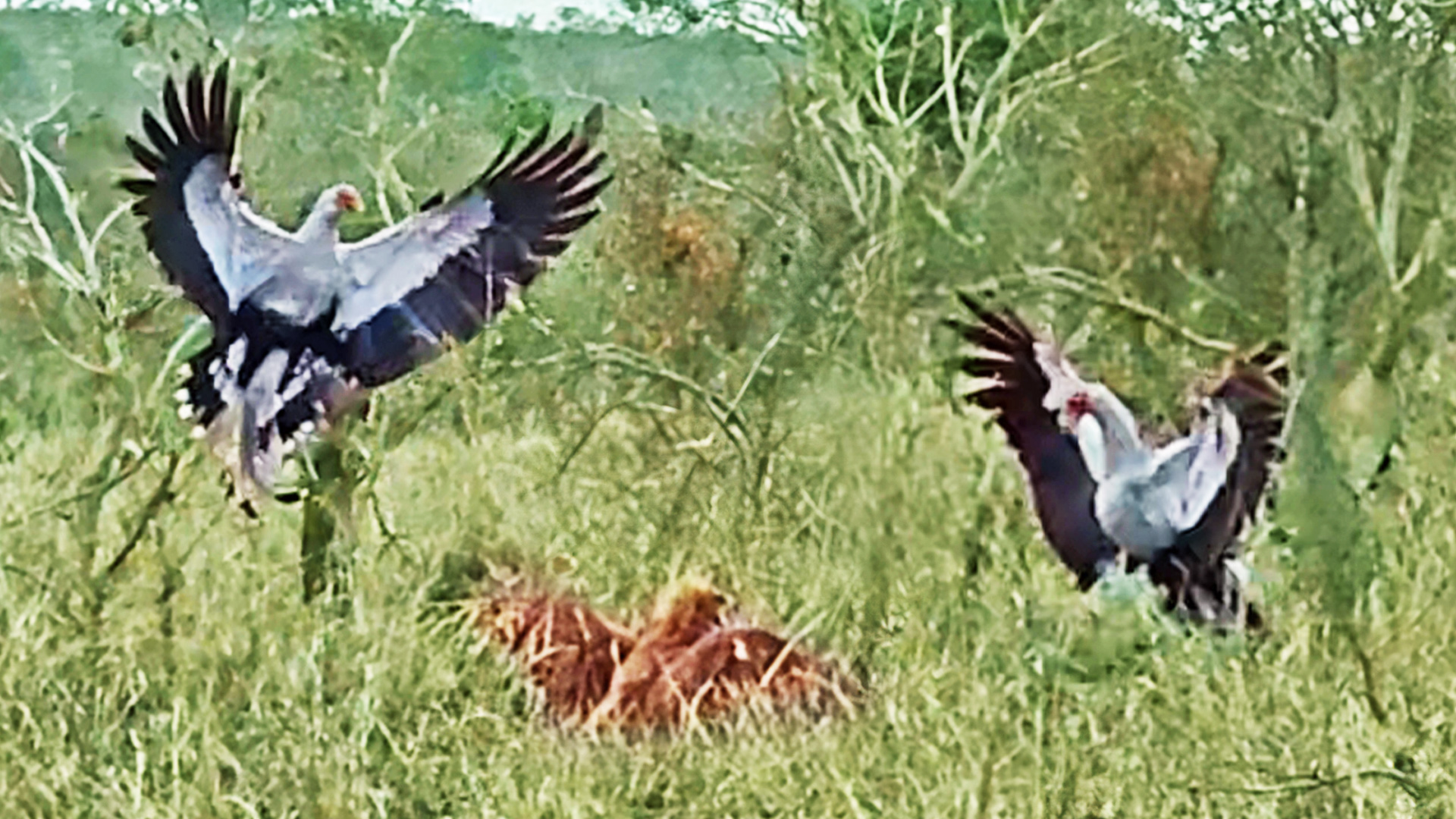 Eagle Gets Beaten up by 2 Secretary Birds