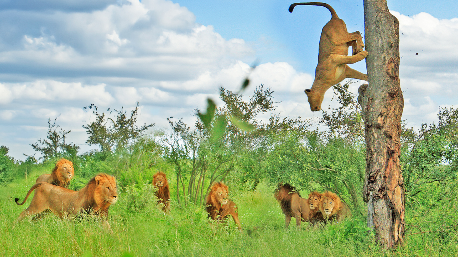 Lioness Defies Gravity to Escape 7 Male Lions