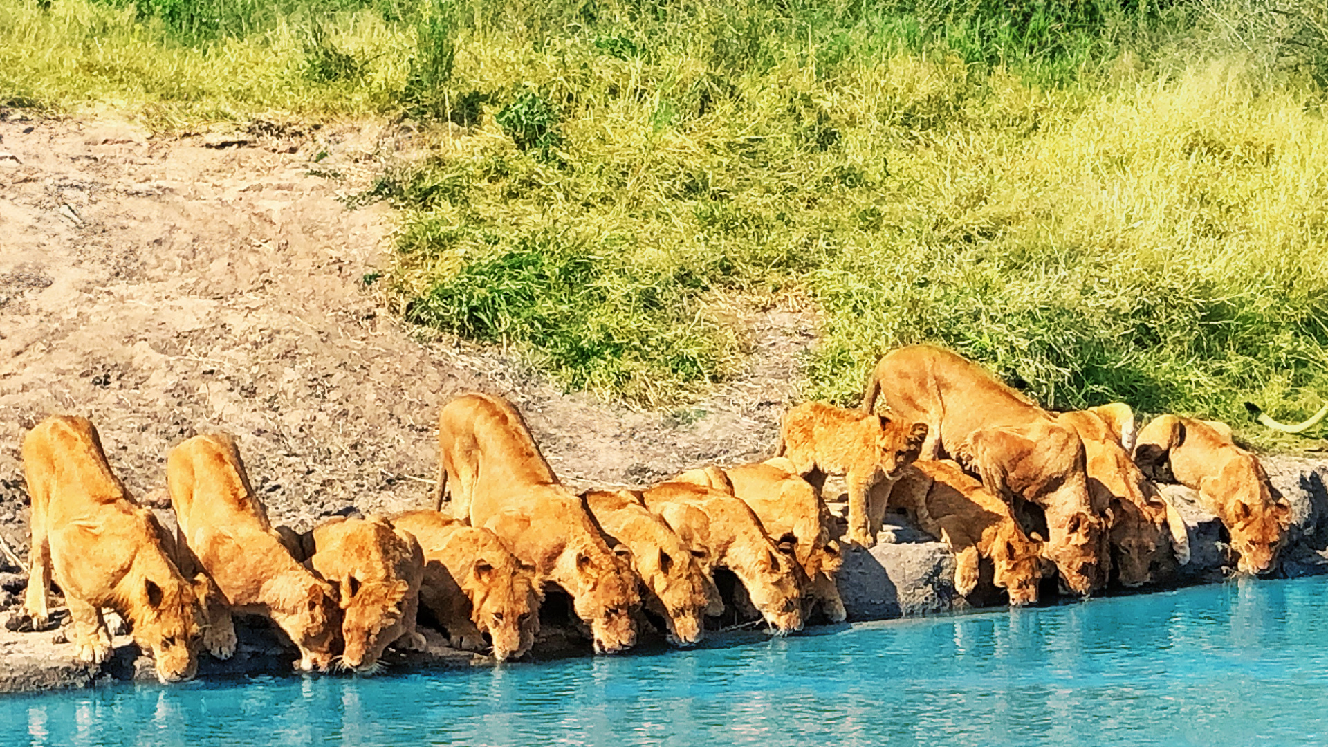 20 Lions Squeeze onto River Bank to Drink