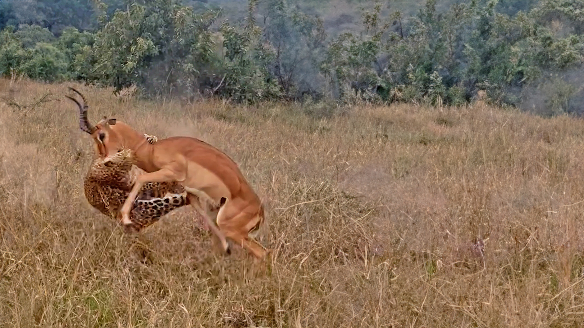 Buck Runs into Hidden Leopard