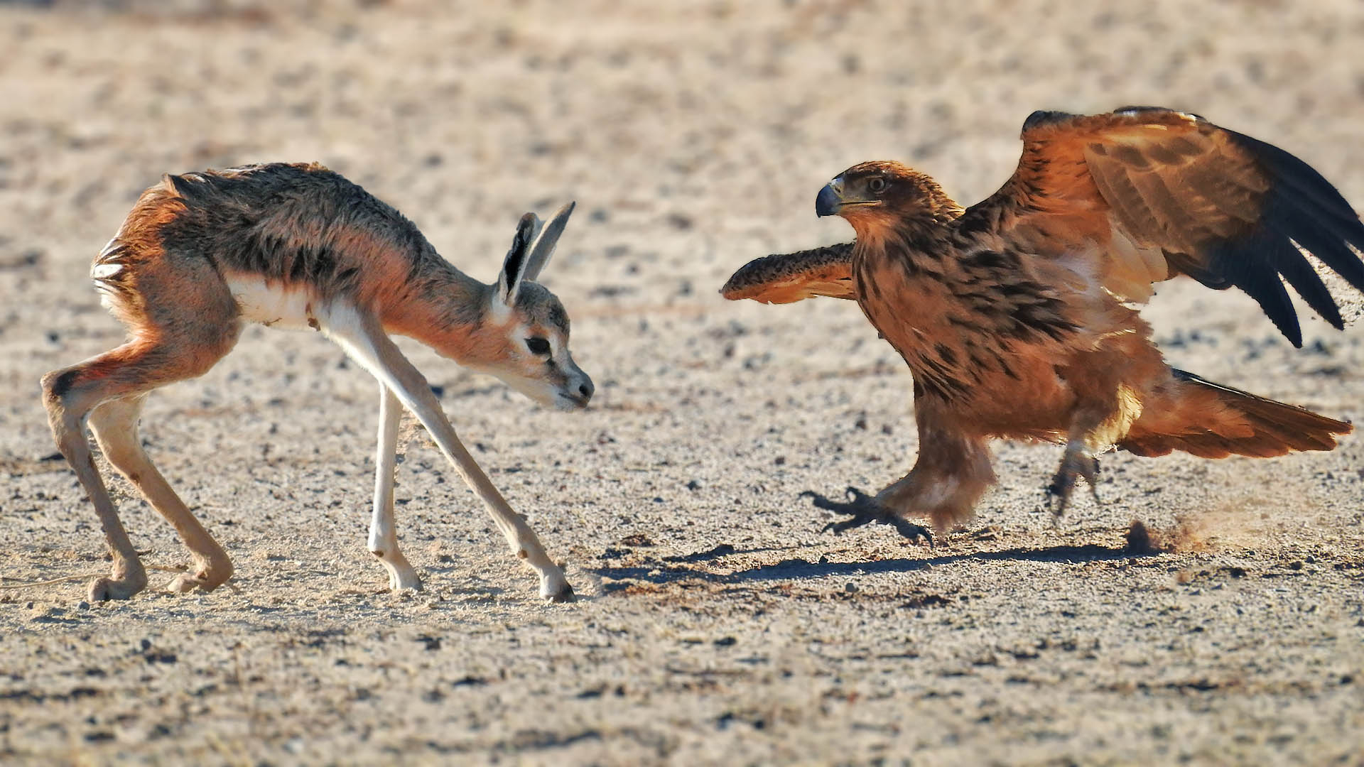 Abandoned Baby Buck gets Attacked by Eagles