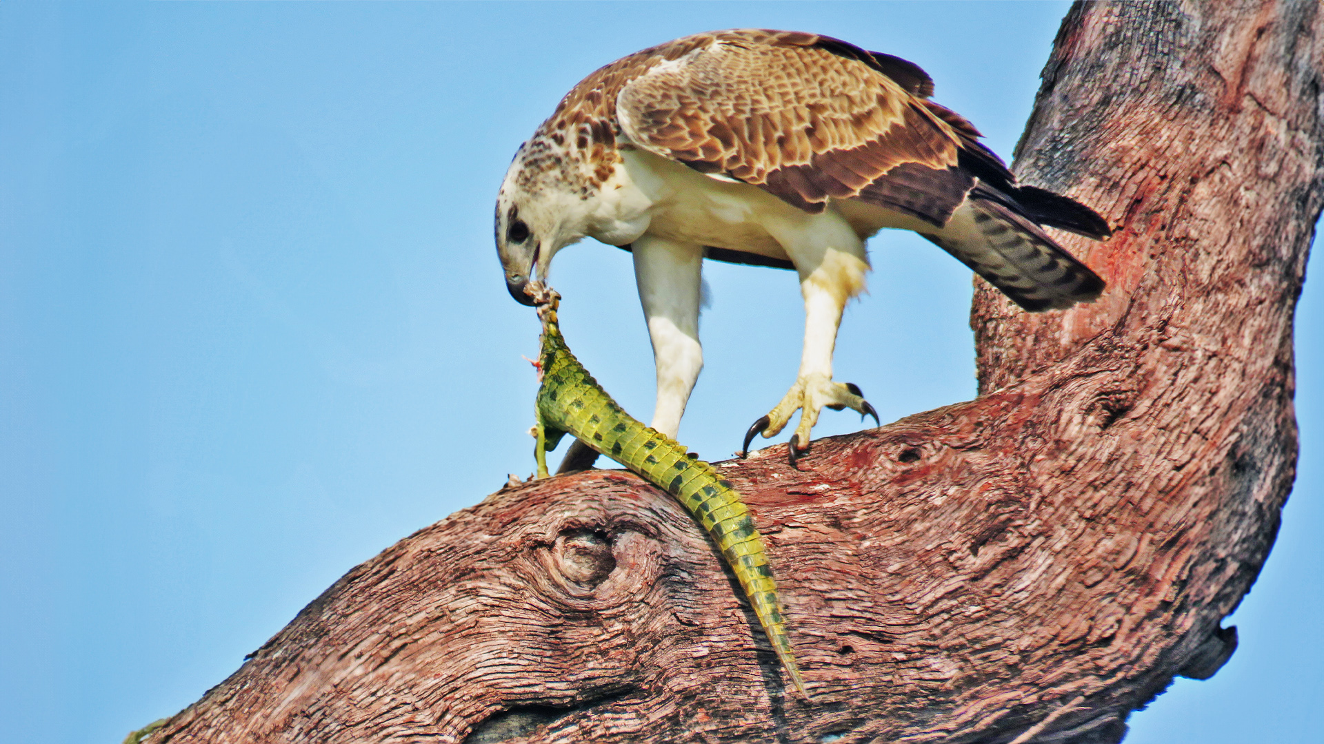 Eagle Eats Crocodile in Tree