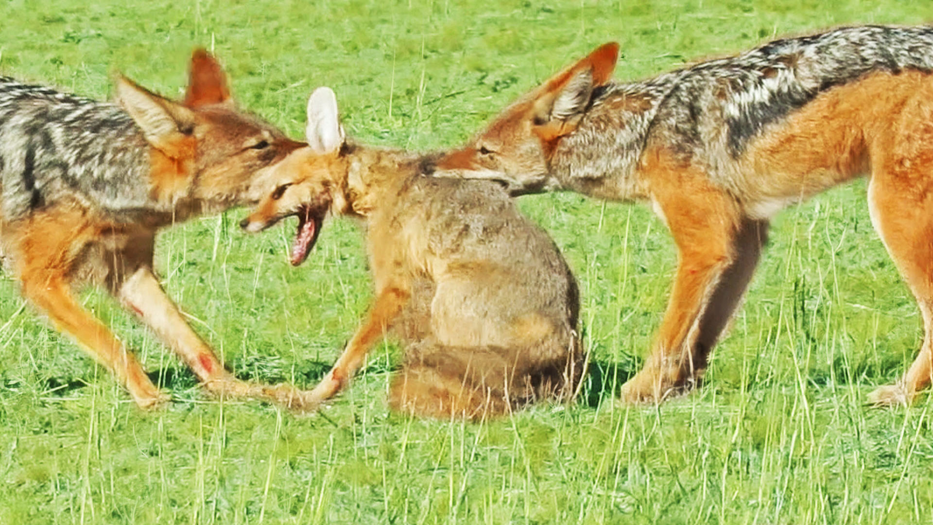 Jackals Rip Fox Apart While it Fights Back