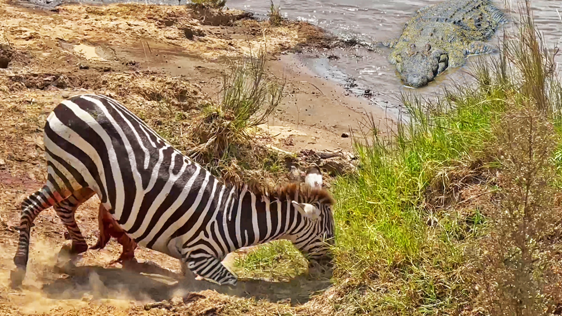 Zebra Slowly Loses Life after Guts are Torn Out