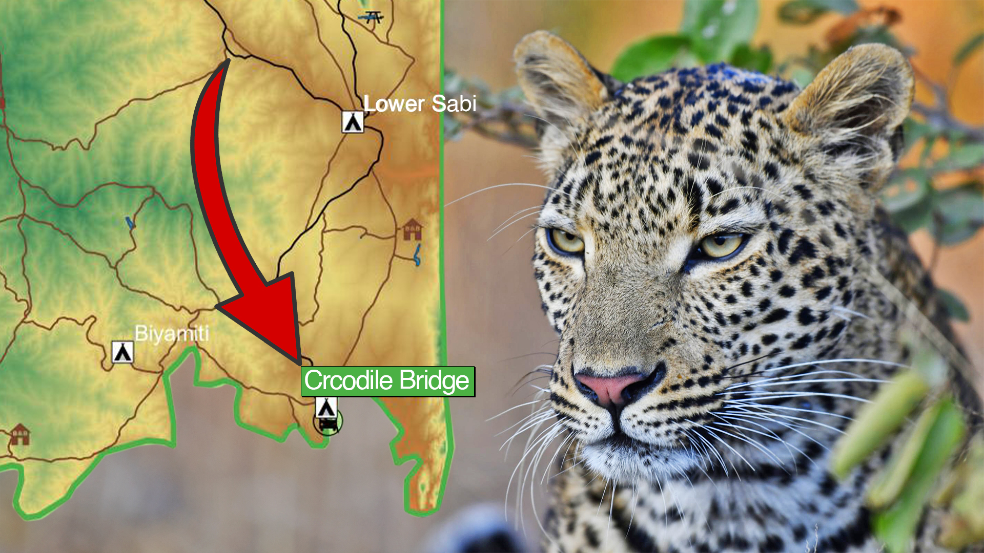 Kruger’s Best Camp to See a Hunt – Crocodile Bridge