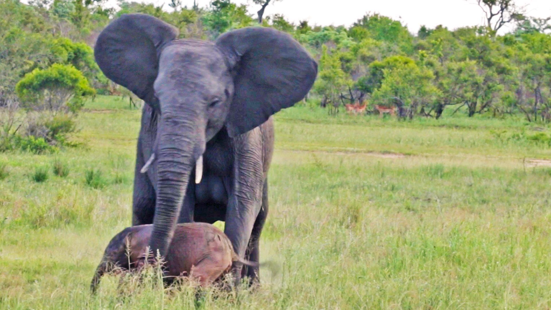 Desperate Elephant Tries to Get Newborn to Stand