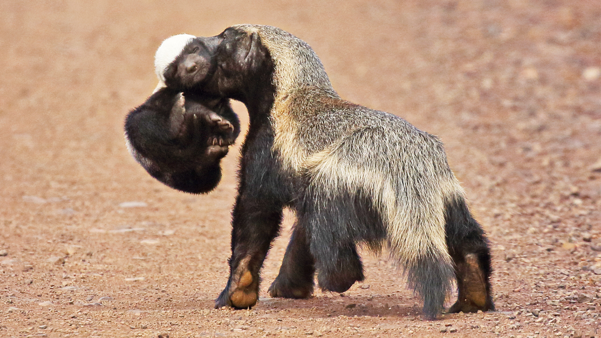 Proud Honey Badger Mom Shows Off Baby in the Road