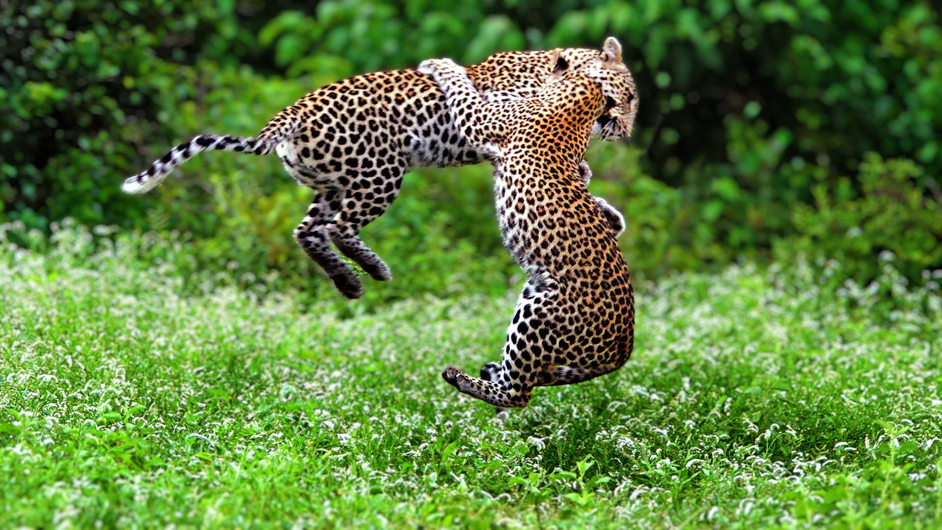 Cheeky Leopard Cub Ambushes Mom and Catches her Mid Air