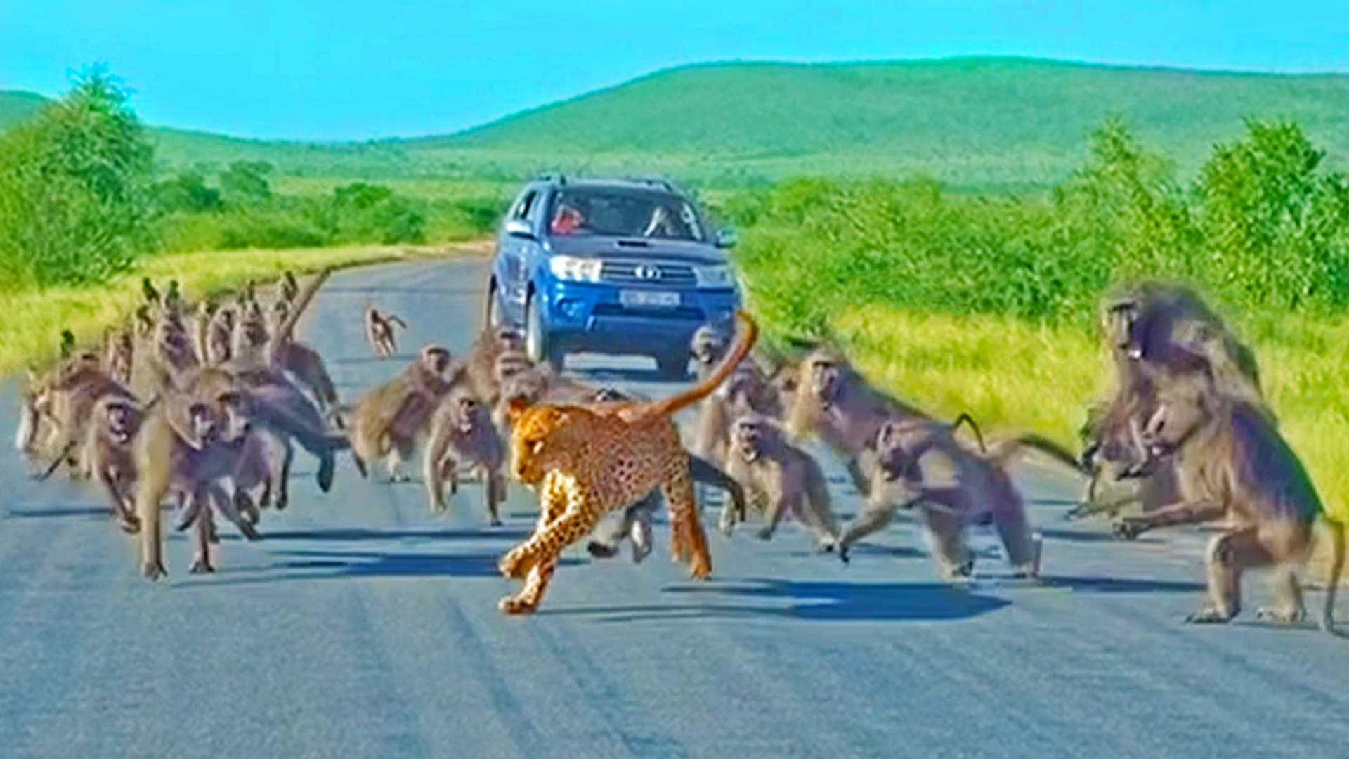 Leopard has all-out Brawl With 50 Baboons – Different Angle