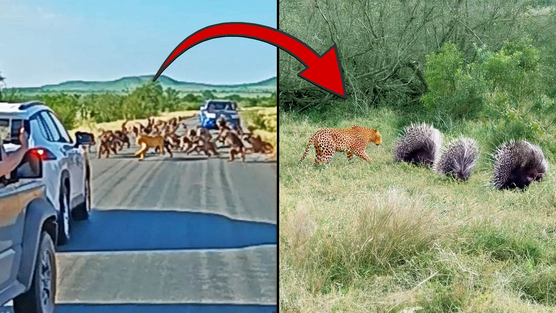 Third Angle of Famous Leopard-Baboon Brawl and Same Leopard Hunting Three Porcupines the Very Next Day