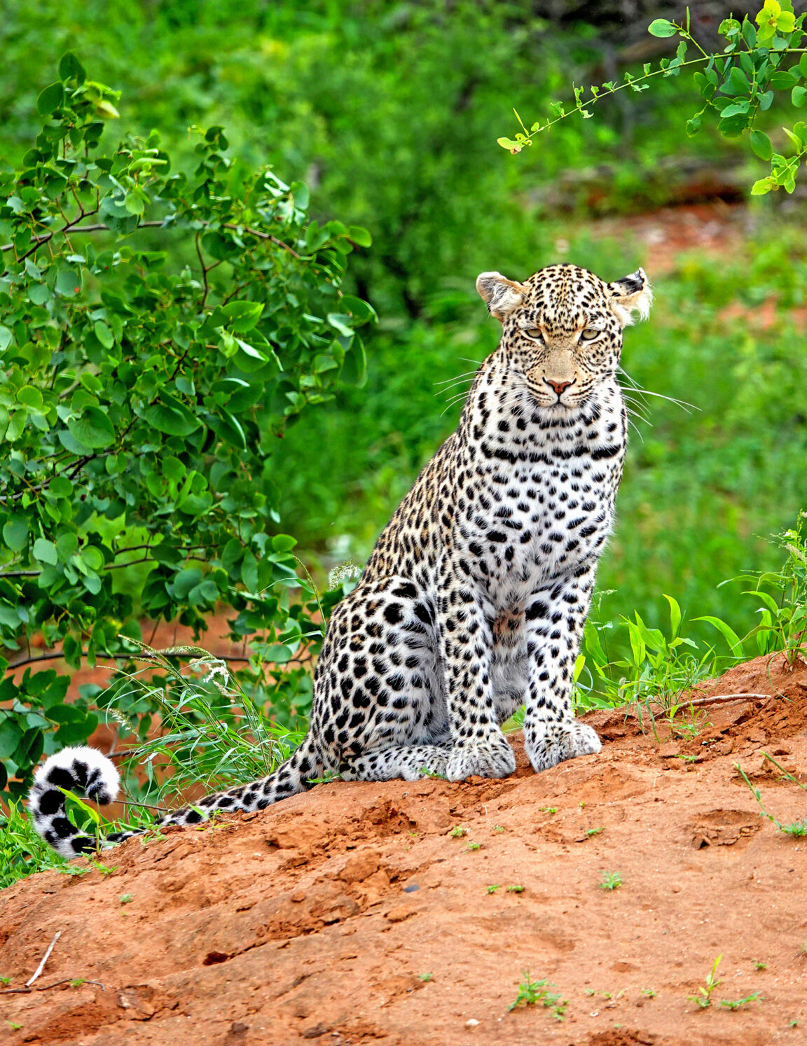 Cheeky Leopard Cub Ambushes Mom and Catches her Mid Air