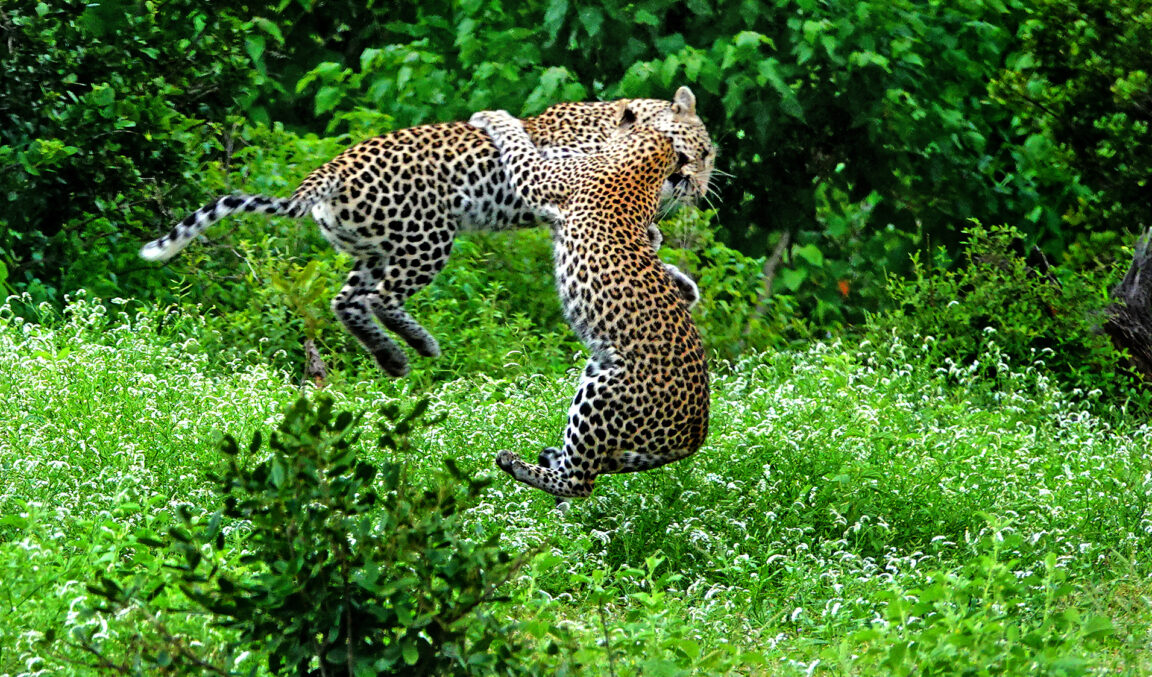 Cheeky Leopard Cub Ambushes Mom and Catches her Mid Air