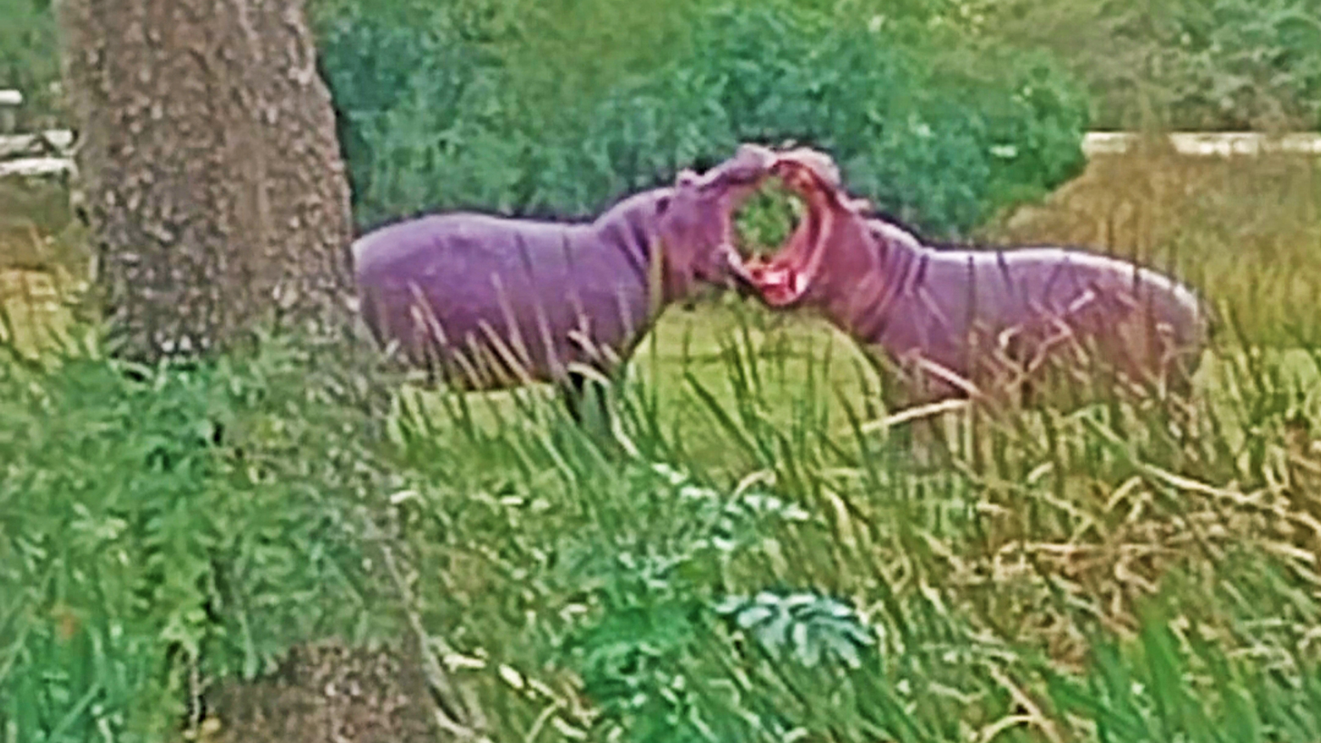 Two Hippos Turn Golf Course into Fighting Arena