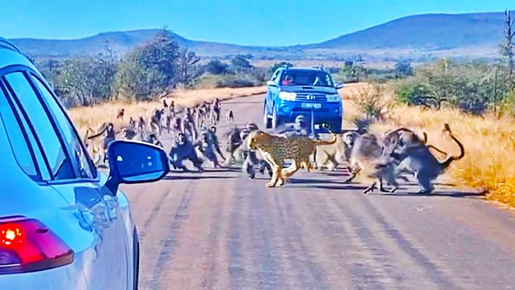 Leopard Attacked by 50 Baboons in the Middle of the Road – Epic Battle!!