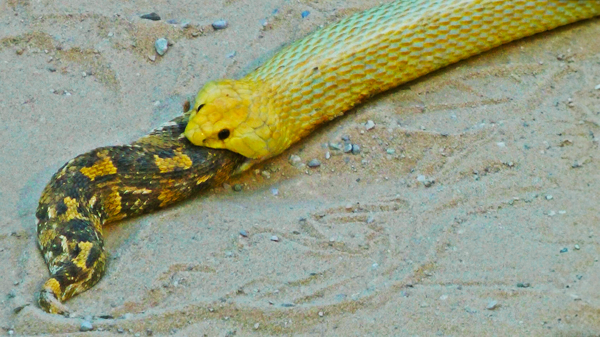 Snake Eaten Alive Slithers Inside Bigger Snake