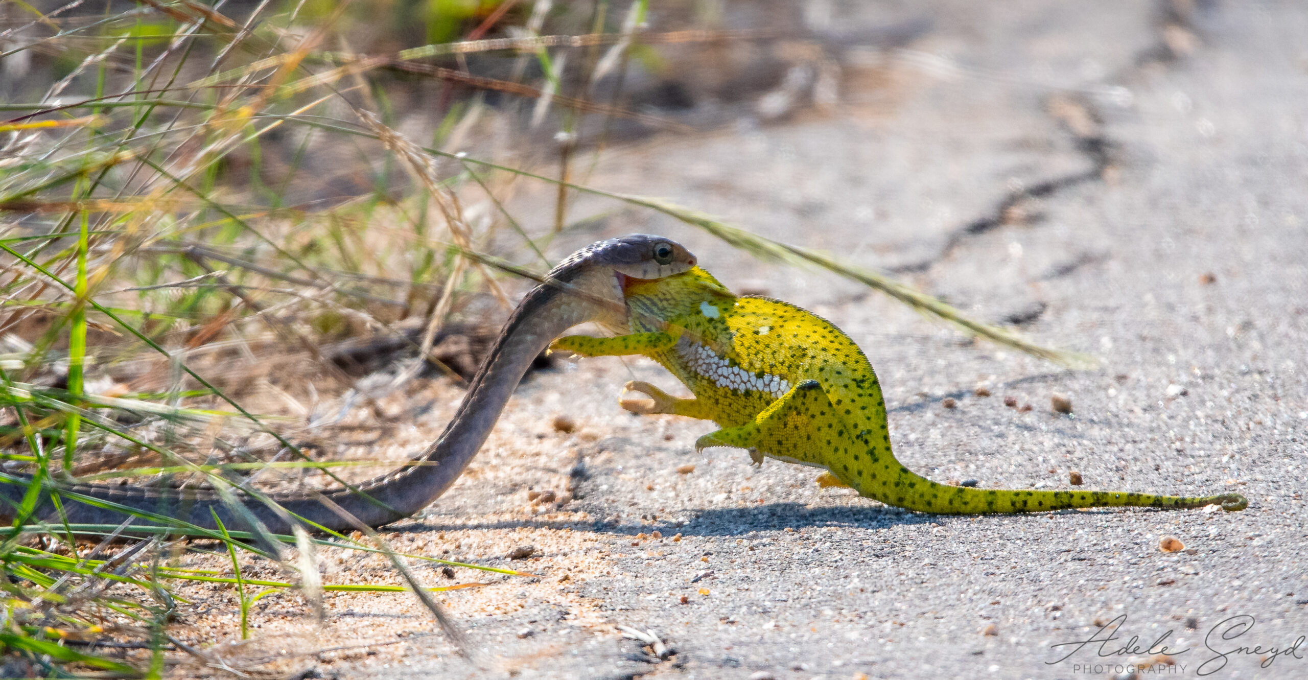 Relentless Snake Targets Helpless Chameleon on the Road