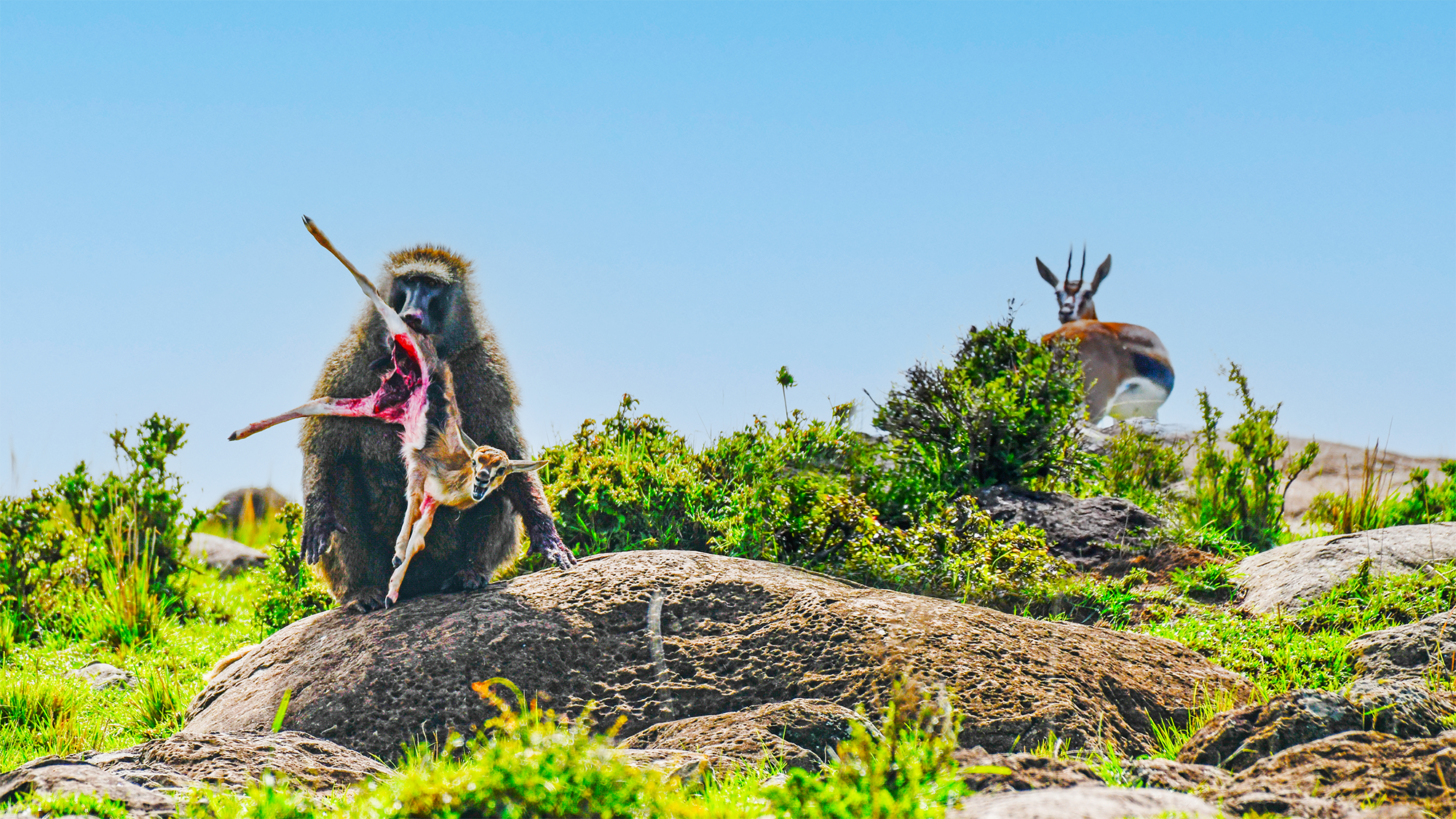 Mother Gazelle Watches Baboon Eat her Baby Alive