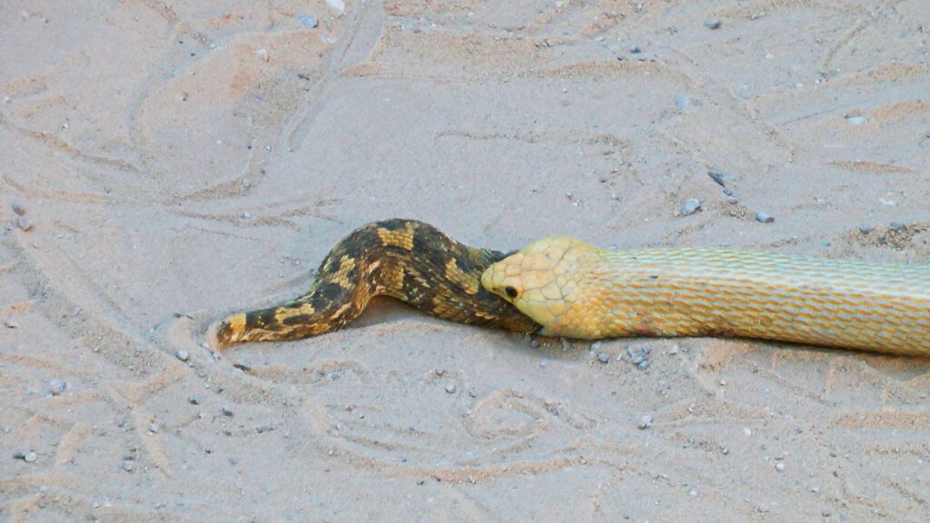 In Africa, one snake can reveal 369 others