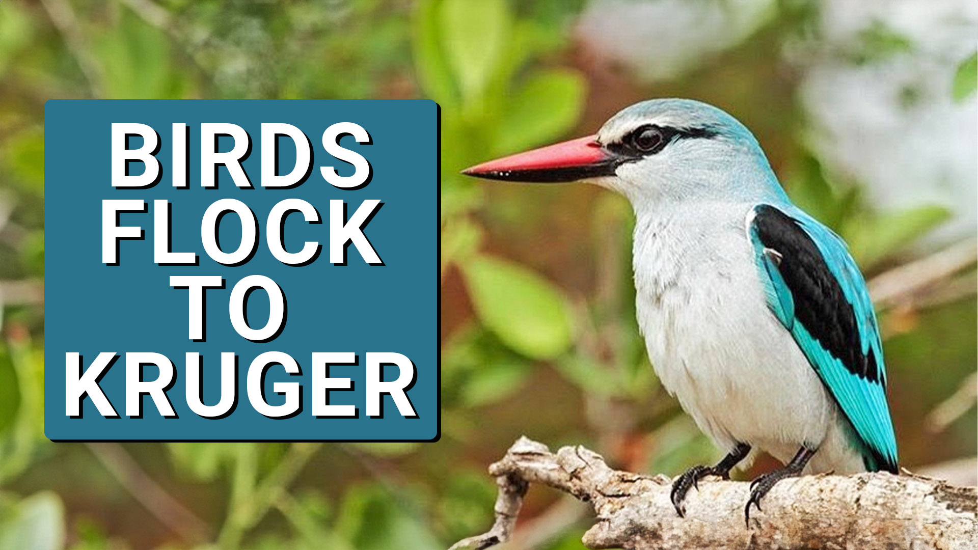 6 Beautiful Migratory Birds to Spot in Kruger this October