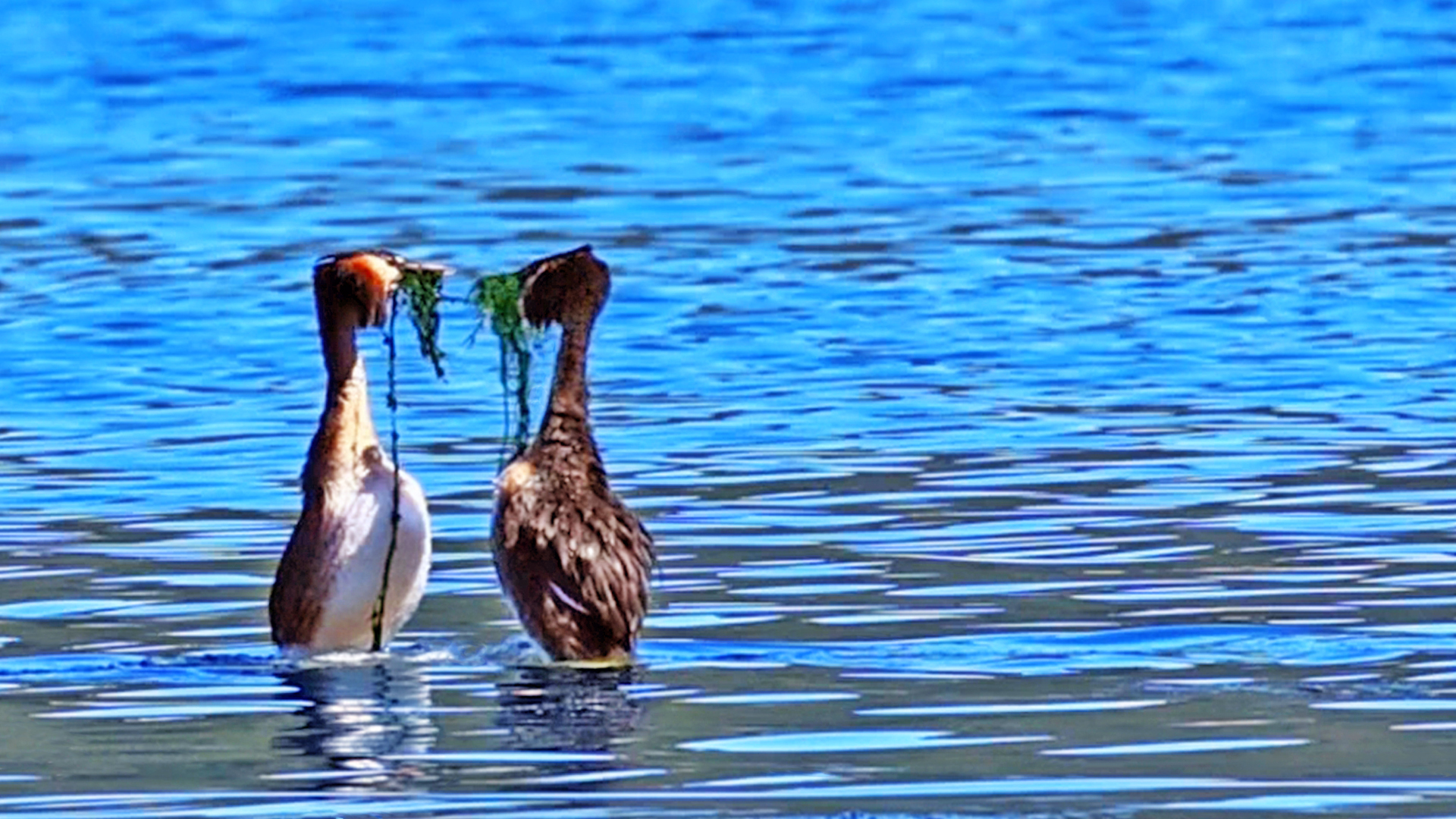 Water Birds Show Off Fantastic Rare Courtship Dance