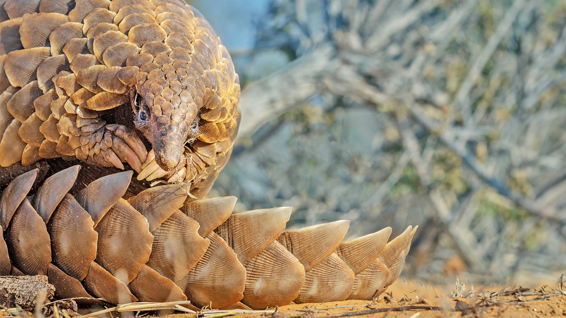What we know about Pangolins, and why do they Matter?
