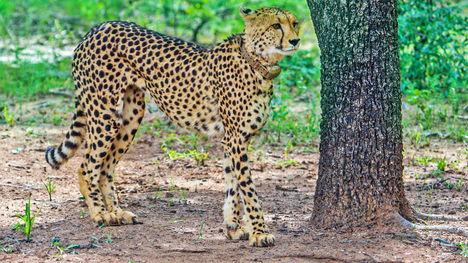 A Tribute to Rain – Pilanesberg’s Cheetah Supermom