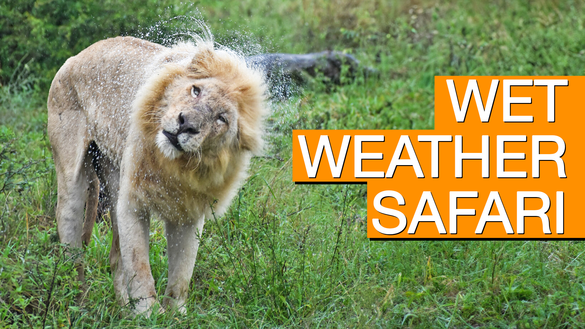 What to do When it Rains on Safari