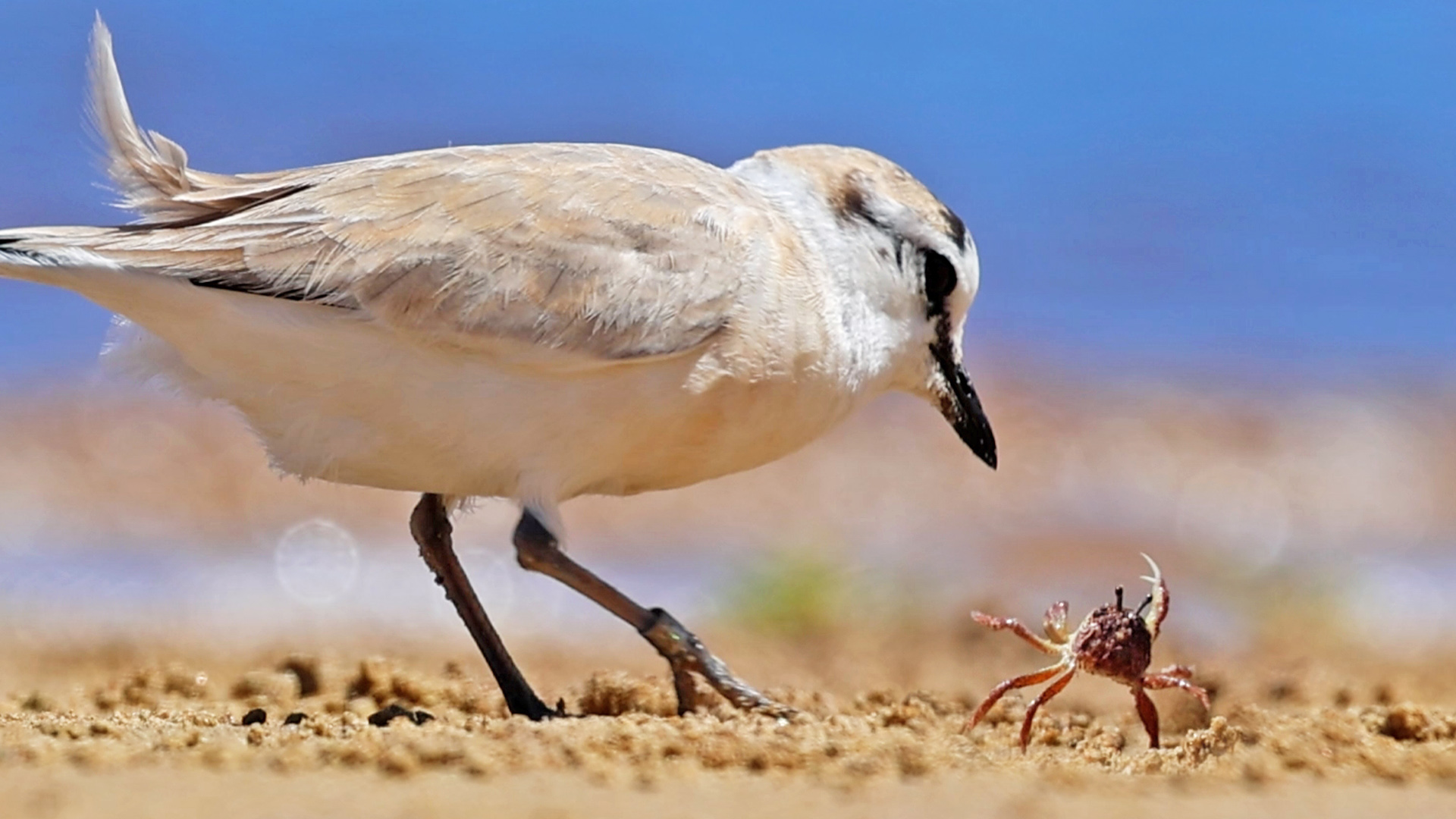 Brave Crab Fights for Its Life Against Big Bird