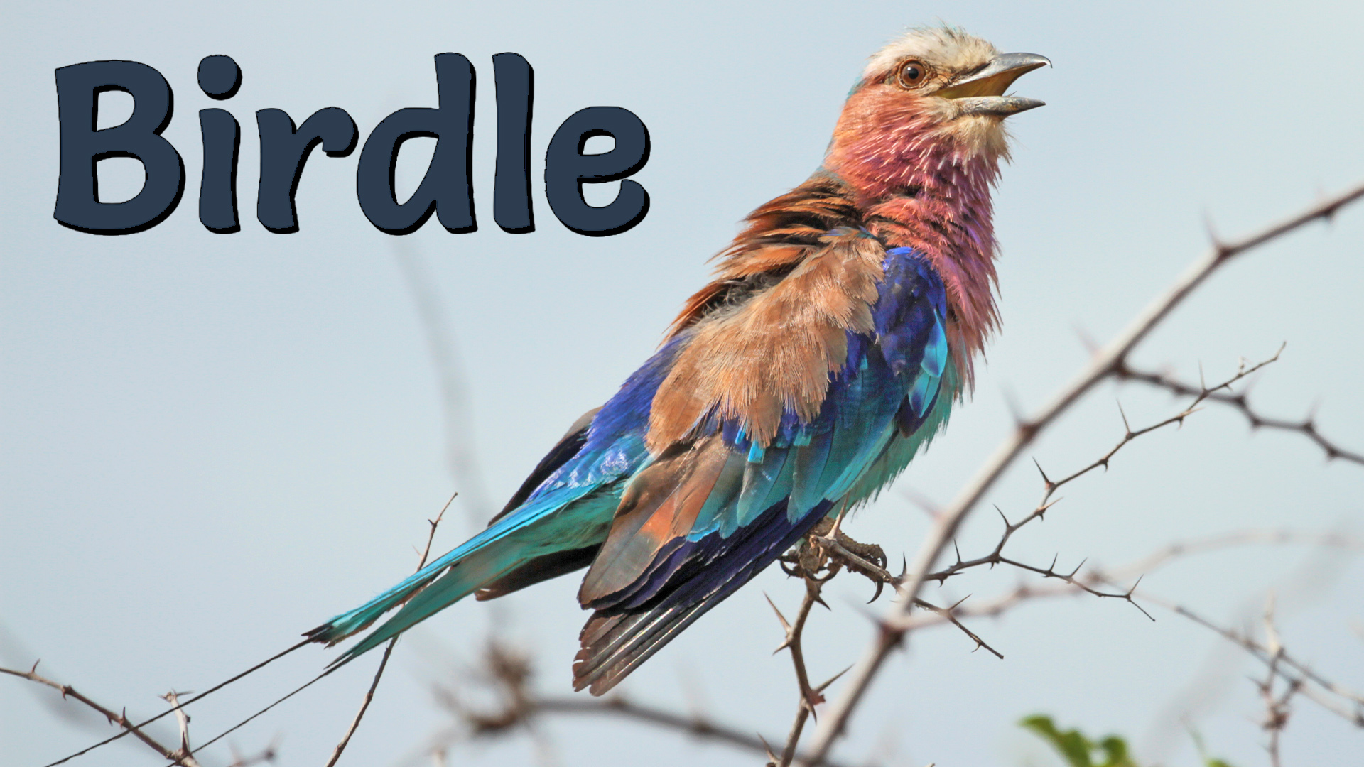Why Birds are Important on Safari? – Birdle