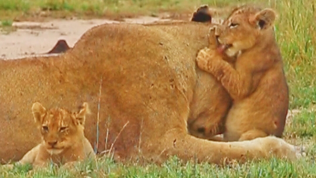 2 - The Lion Cub