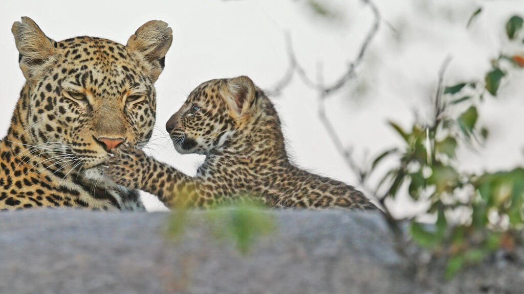 1 - The Leopard Cub
