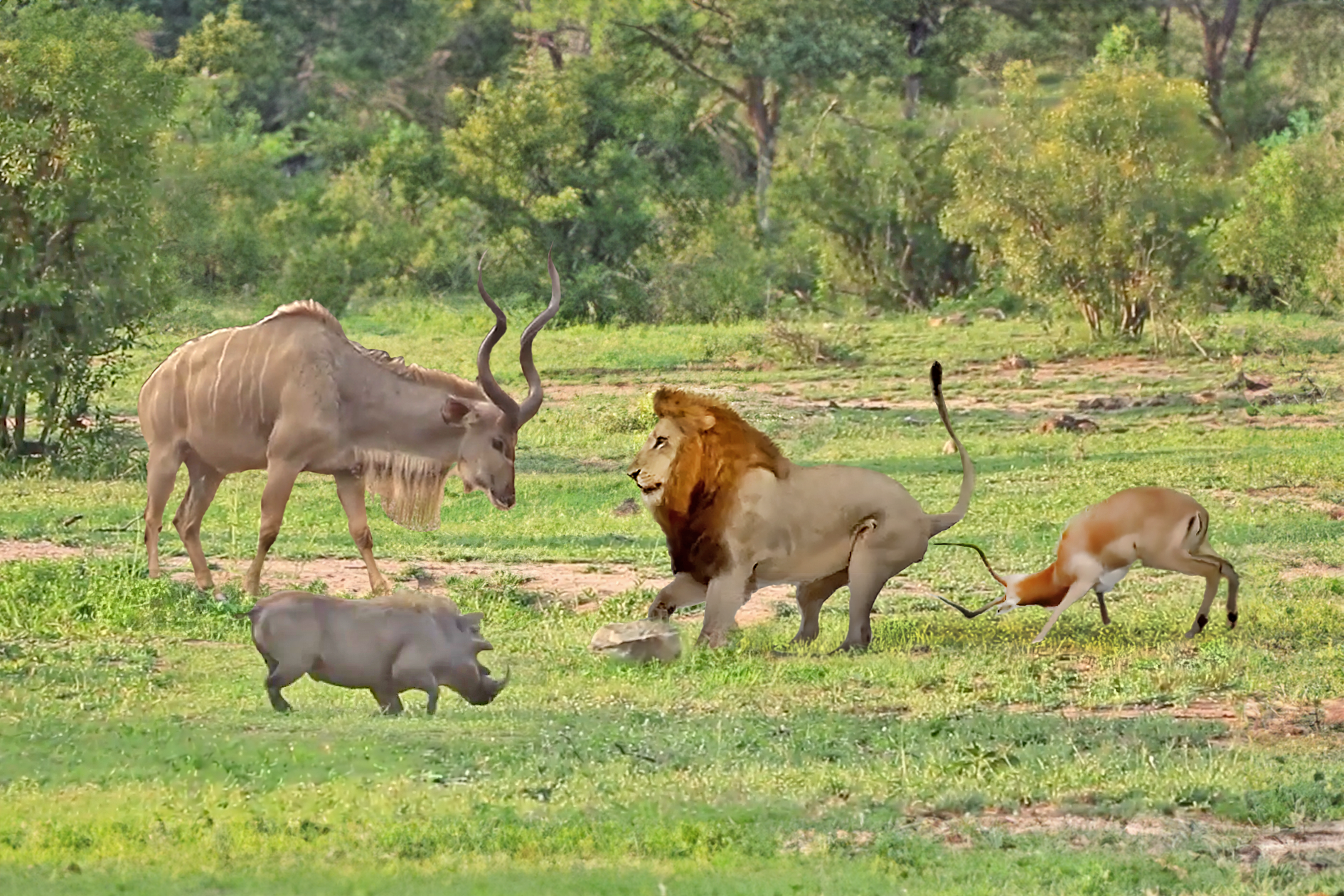 Kudu, Impala and Warthog Finally get Revenge on Lion