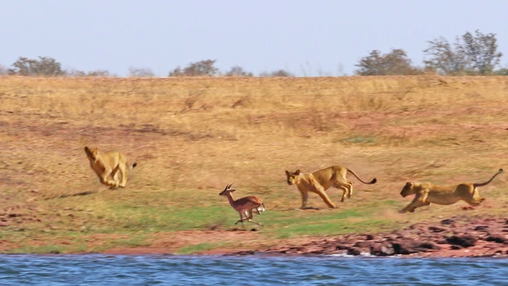 Impalas Try Jumping Over 7 Lions