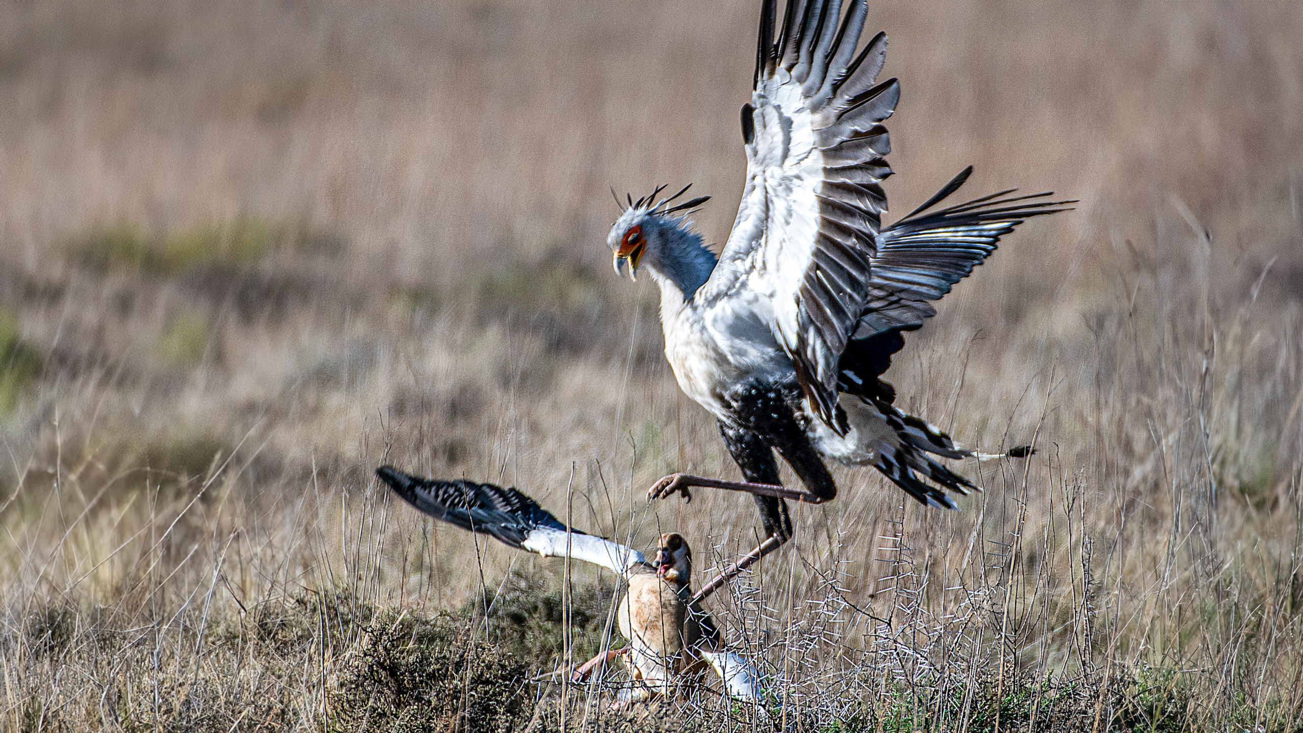 Goose Parents Try to Save Goslings from Hungry Secretary Bird