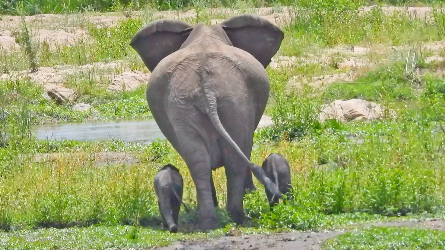 3 - The Elephant Calf