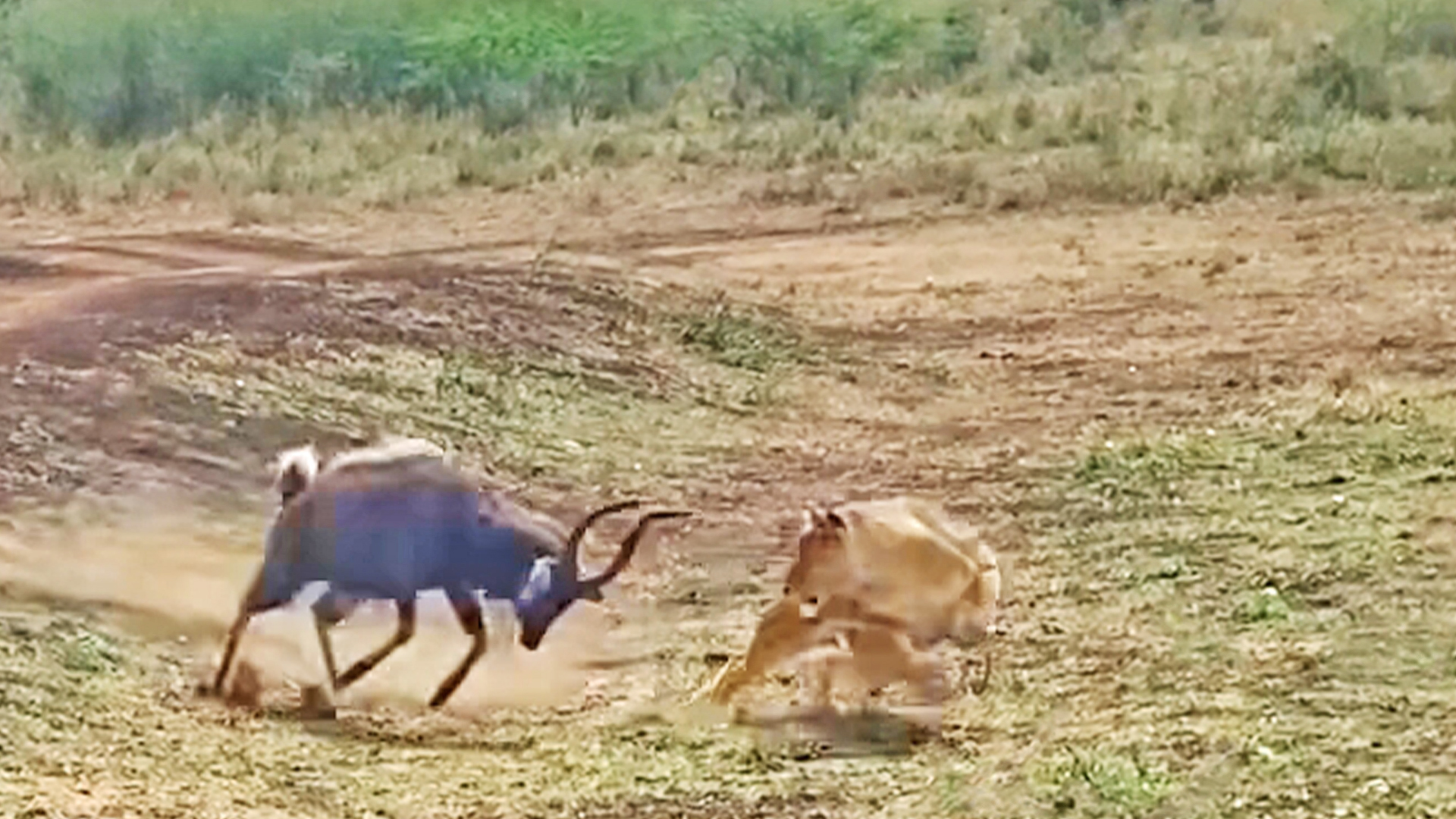 Crocodiles Attack Buck That Tried Escaping From Lion