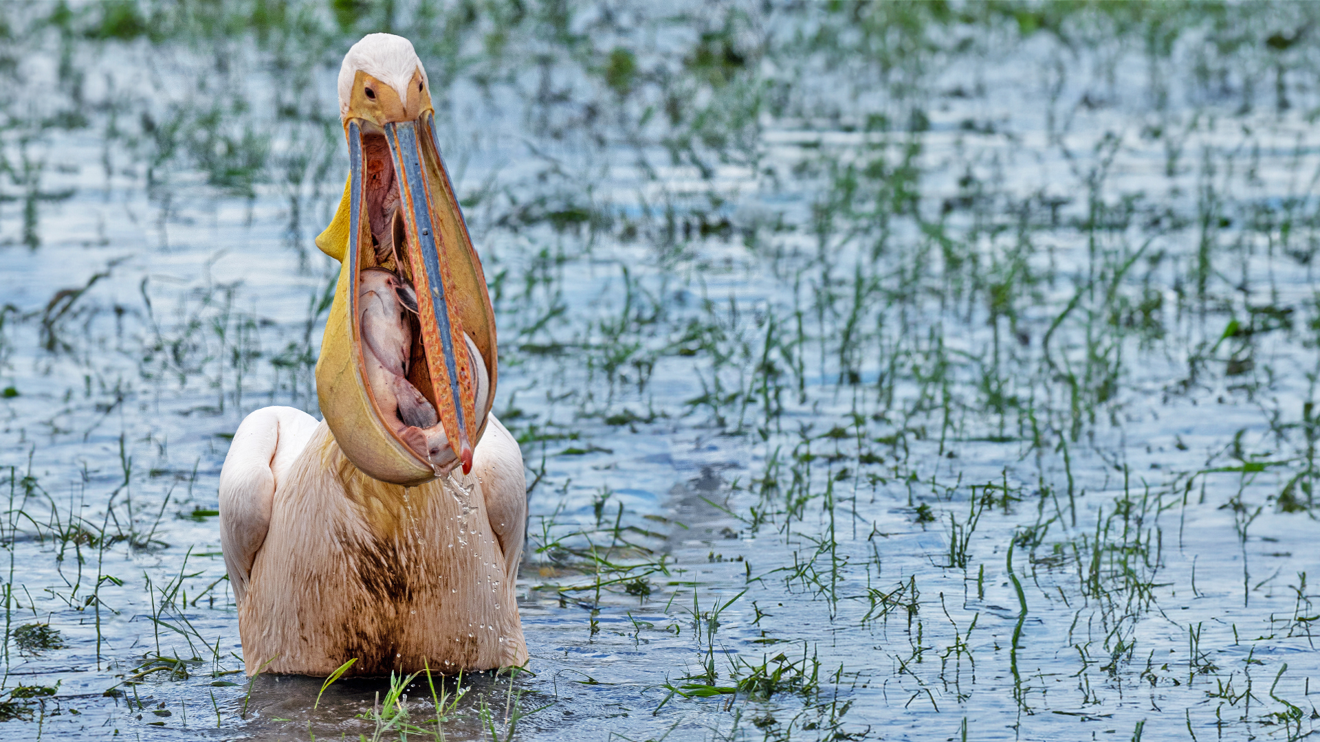 Catfish Fights for Its Life Inside Pelican’s Throat Before Being Swallowed