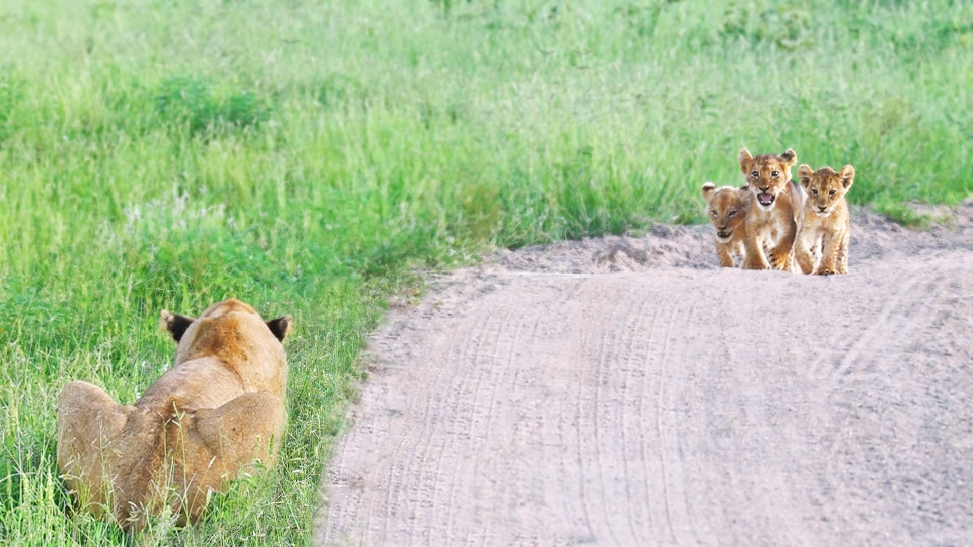 Heart-Warming Reunion Between Lost Cubs and Mother