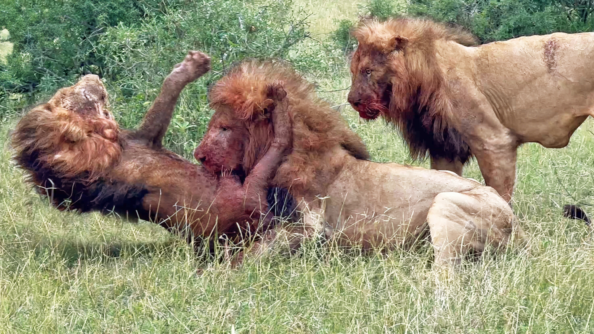 Lion Fights Back While Rivals Eat Him Alive