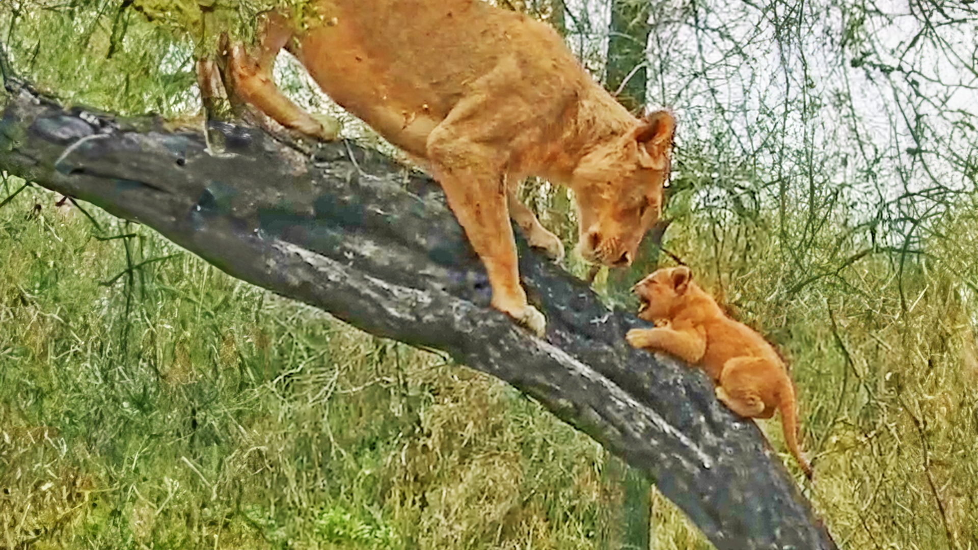 Tiny Lion Cubs Learn to Climb