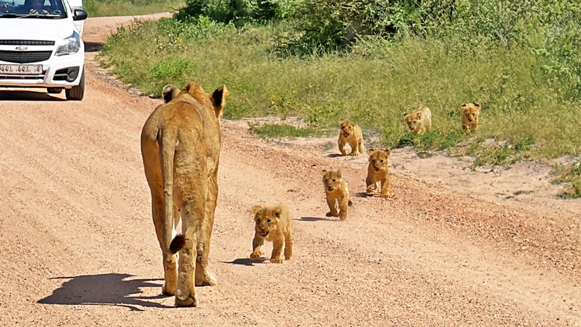 6 Tiny Lion Cubs Race to Keep up With Mommy