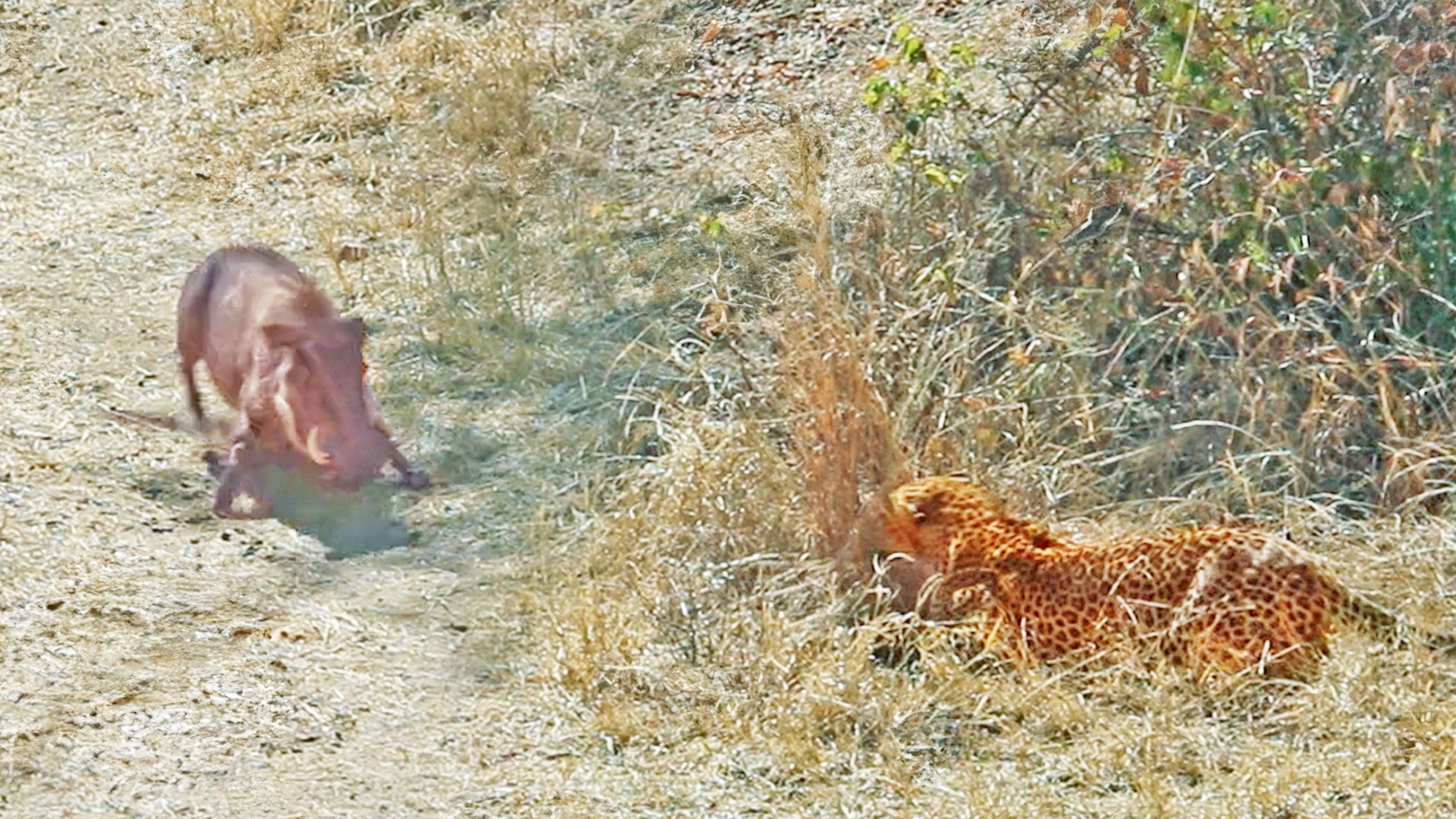 Warthog Walks Right into Leopard